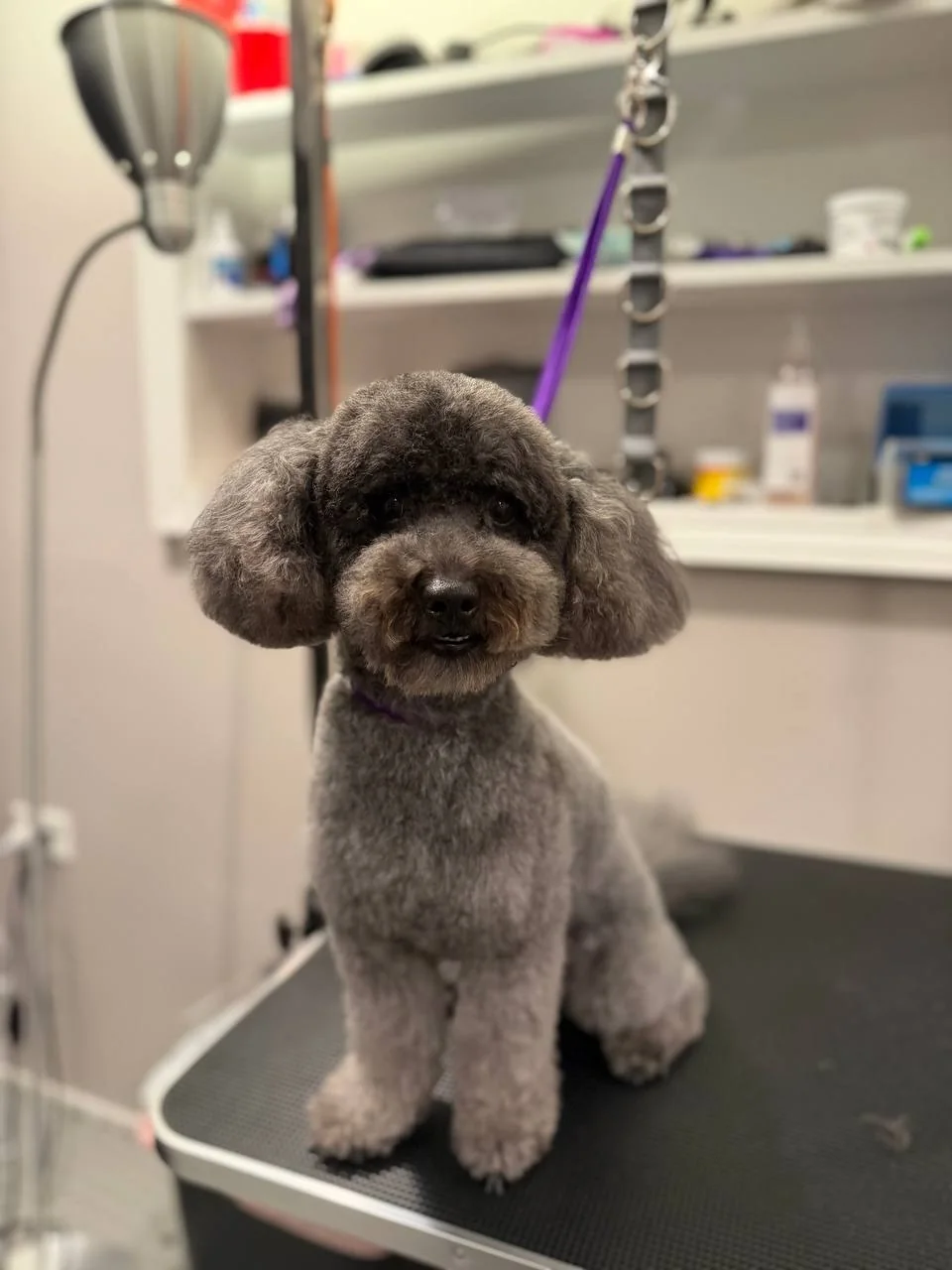Jane Grooming portfolio — gray poodle