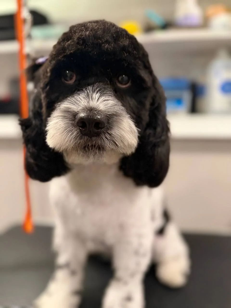 Jane Grooming portfolio — black and white dog
