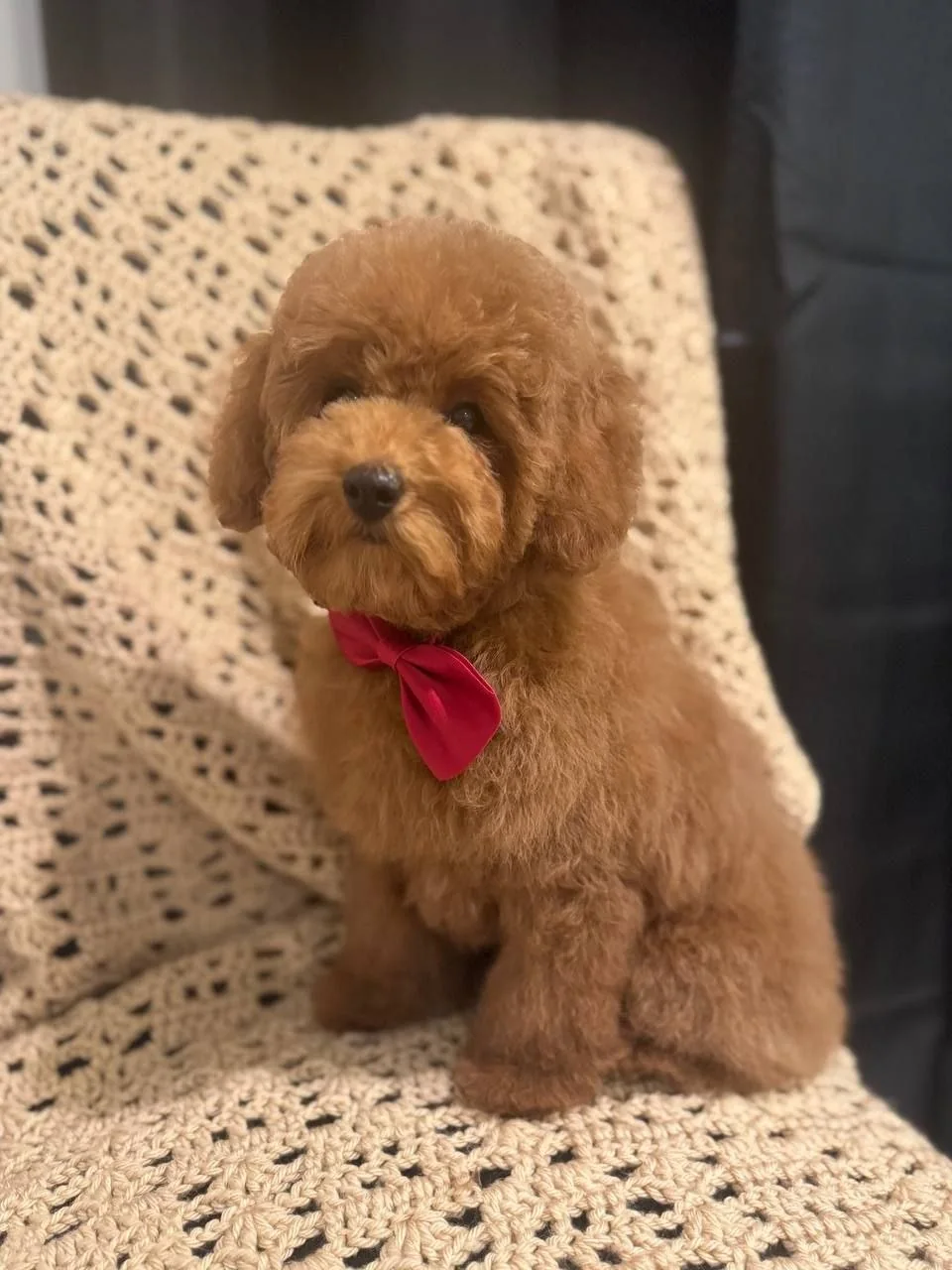 Jane Grooming portfolio — red poodle